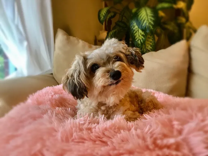 Bennett Veterinary Services Picture 3