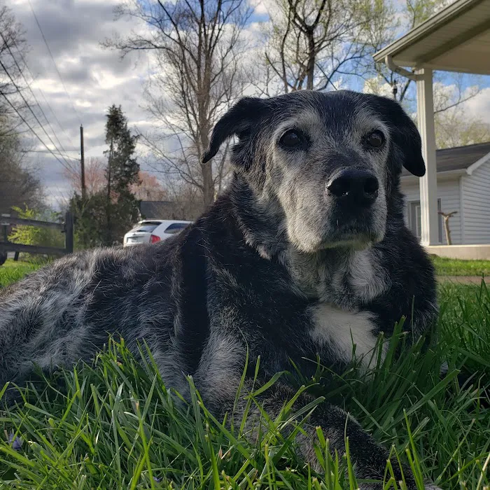 Bennett Veterinary Services Picture 7