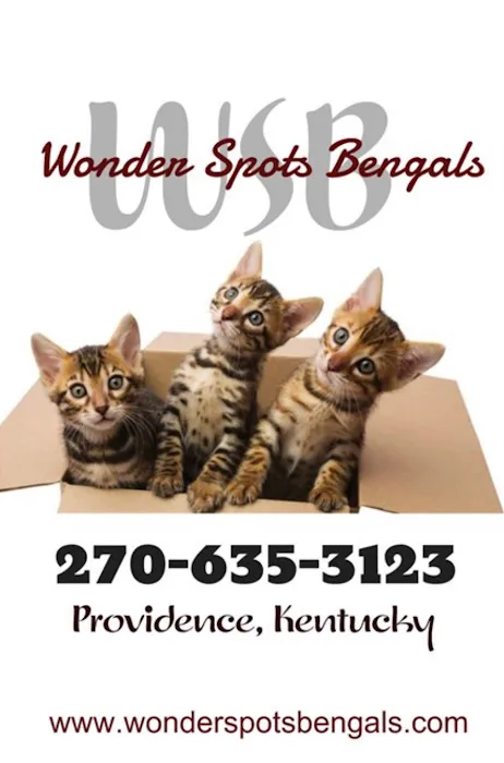 Wonder Spots Bengals Picture 1