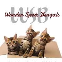 Wonder Spots Bengals ico
