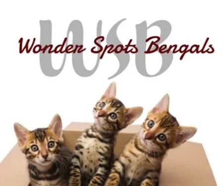 Wonder Spots Bengals