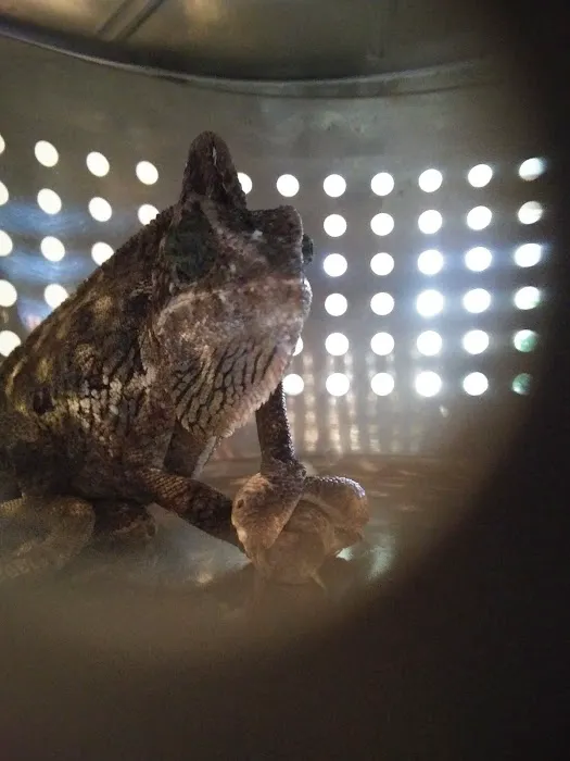 Nature's Oasis Animal Hospital Picture 3