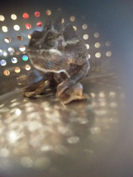 Nature's Oasis Animal Hospital Picture 2