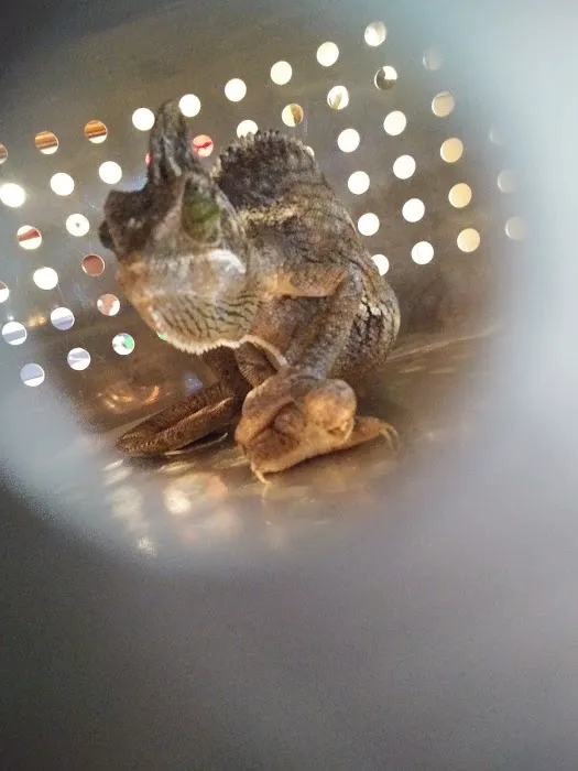 Nature's Oasis Animal Hospital Picture 4