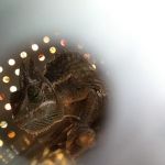 Nature's Oasis Animal Hospital