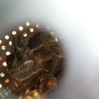 Nature's Oasis Animal Hospital ico