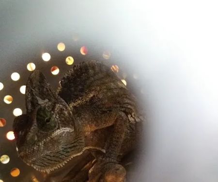 Nature's Oasis Animal Hospital