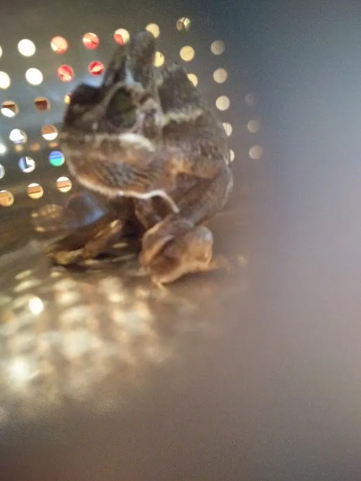 Nature's Oasis Animal Hospital Picture 5