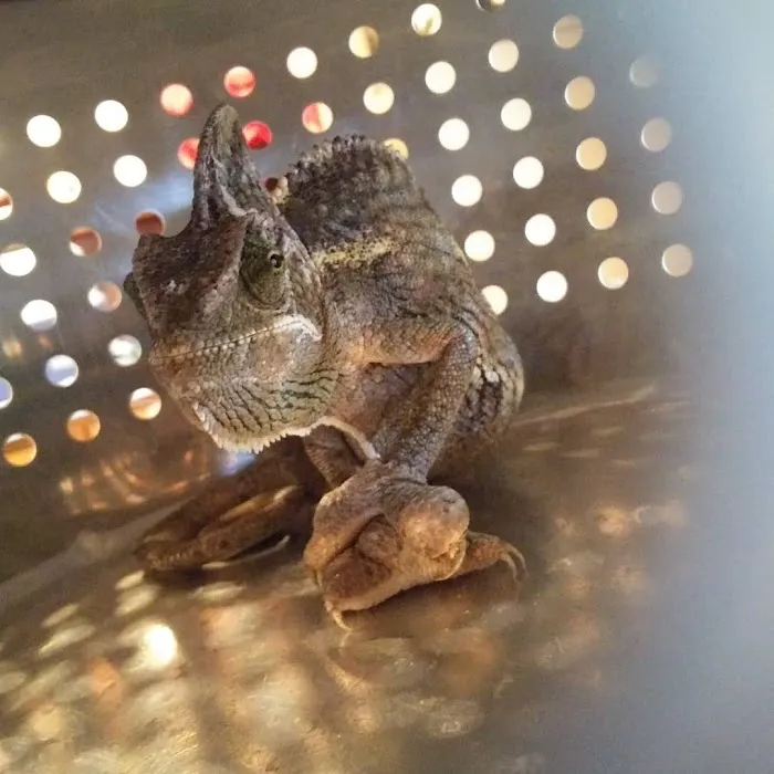 Nature's Oasis Animal Hospital Picture 6