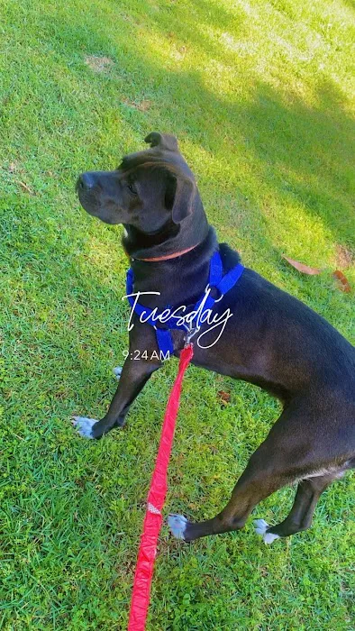 Saugahatchee Animal Hospital Picture 3