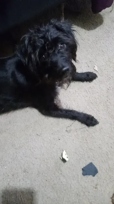 Saugahatchee Animal Hospital Picture 5