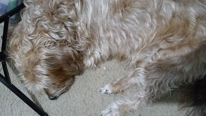 Saugahatchee Animal Hospital Picture 10