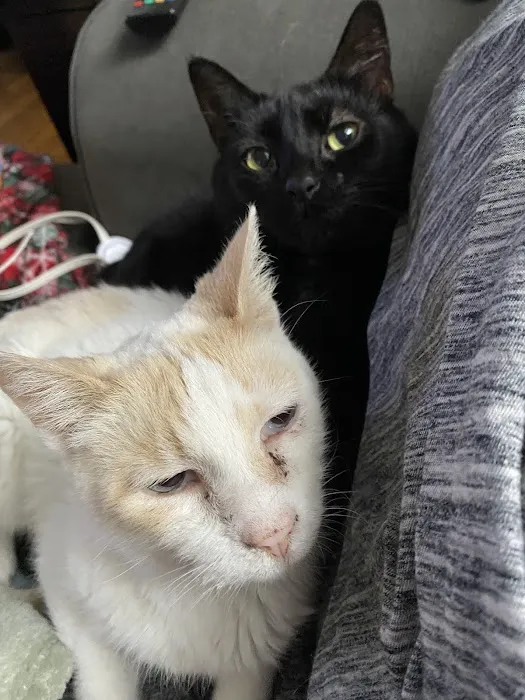 Companion Animal Hospital, LLC Picture 1