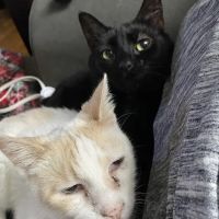 Companion Animal Hospital, LLC ico