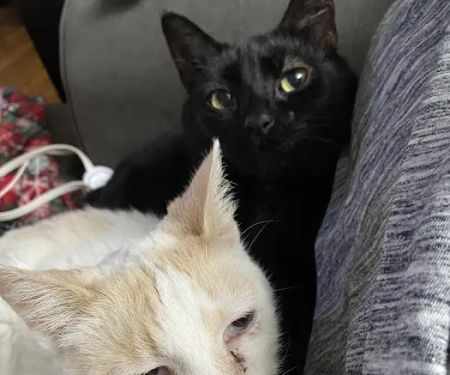 Companion Animal Hospital, LLC