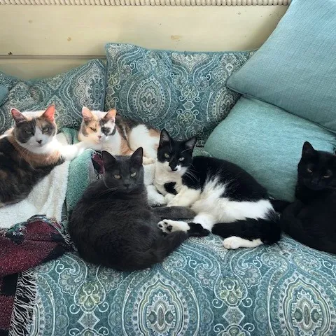 Companion Animal Hospital, LLC Picture 2