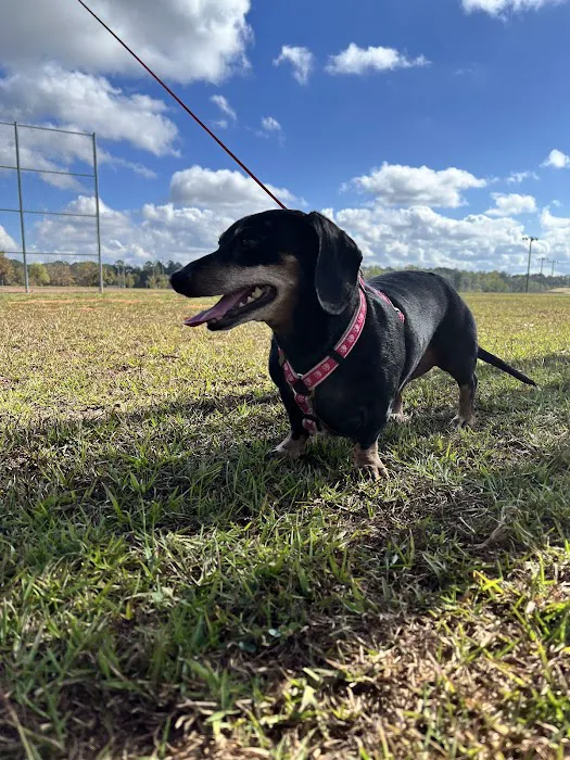 Companion Animal Hospital, LLC Picture 4