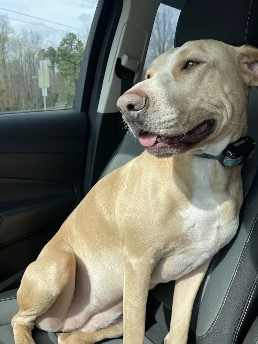 Companion Animal Hospital, LLC Picture 5