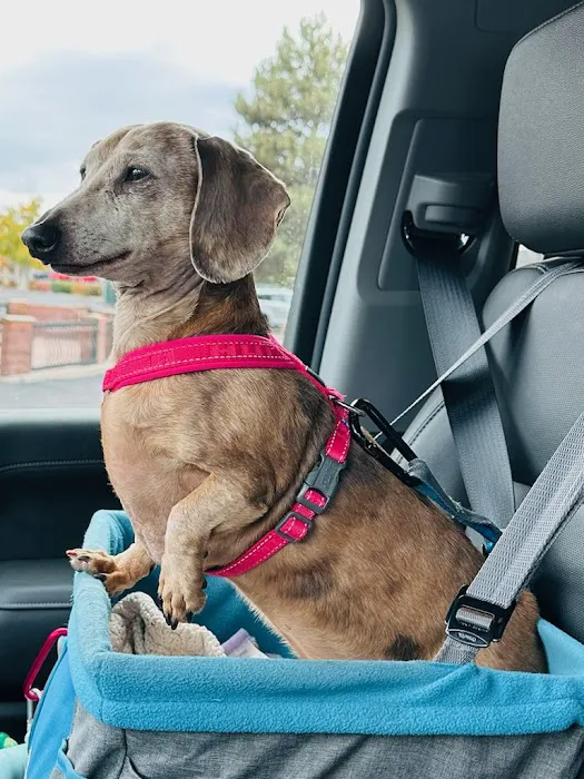 Companion Animal Hospital, LLC Picture 9