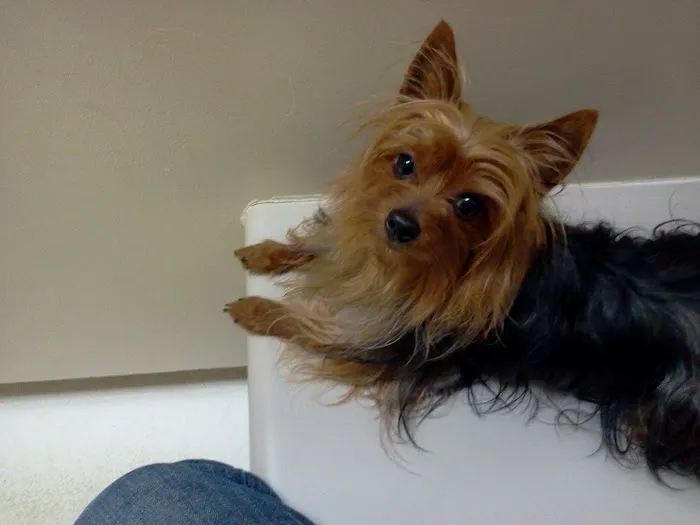 Companion Animal Hospital, LLC Picture 7