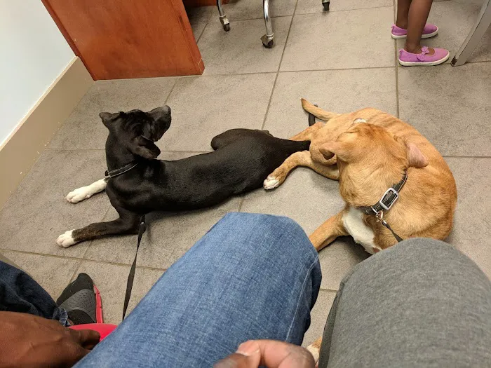 Companion Animal Hospital, LLC Picture 8