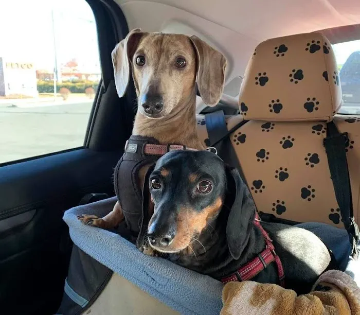 Companion Animal Hospital, LLC Picture 6