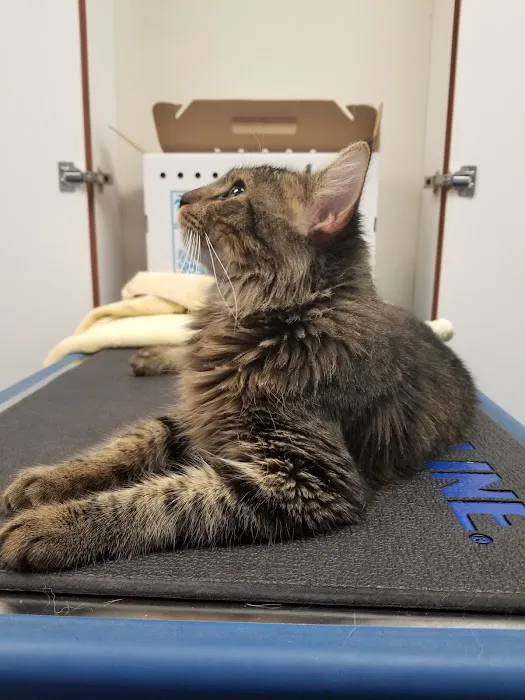 Companion Animal Hospital, LLC Picture 10