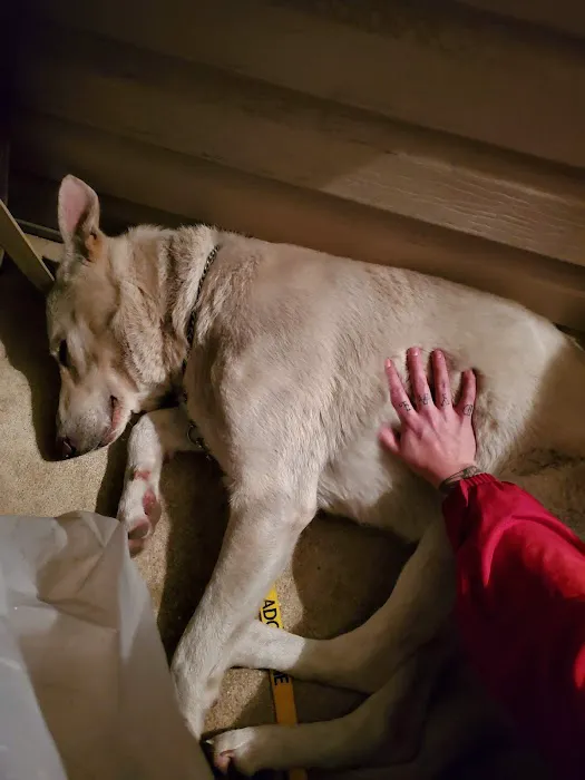 CareVet of Crawford Road Picture 4