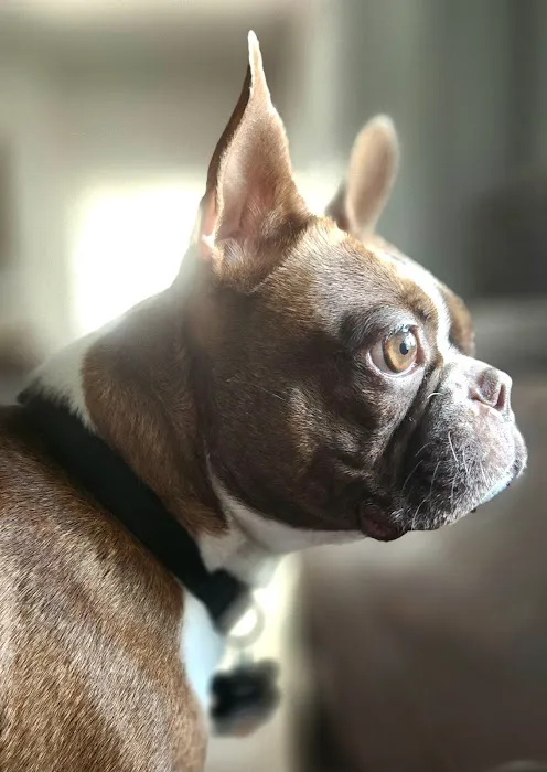 CareVet of Crawford Road Picture 2