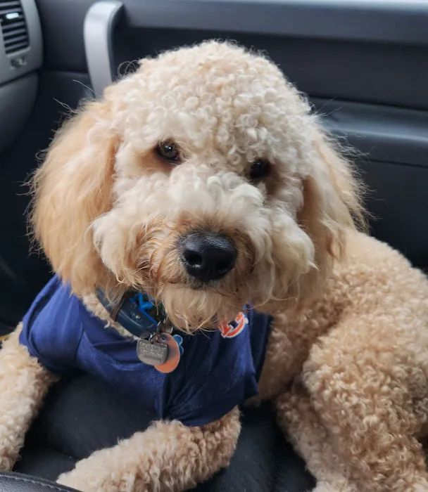 CareVet of Crawford Road Picture 7