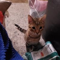 Smiths Station Animal Hospital ico