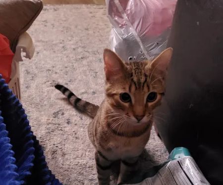 Smiths Station Animal Hospital