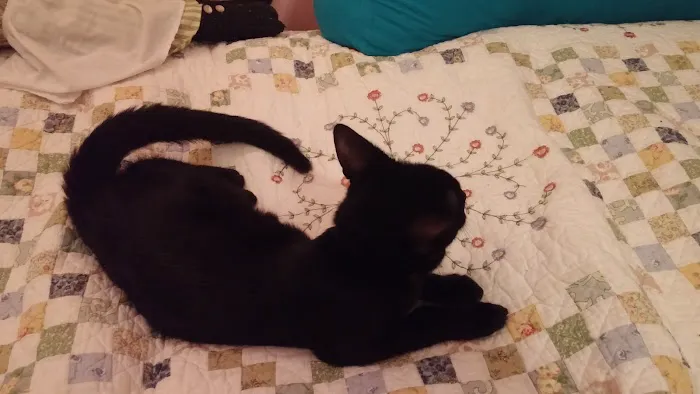 Smiths Station Animal Hospital Picture 5