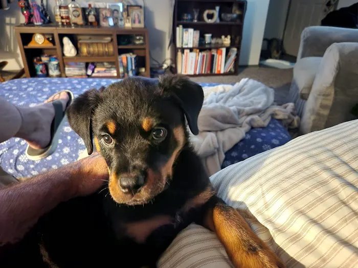 Waukee-Clive Veterinary Clinic Picture 2