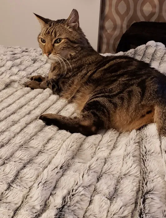 Waukee-Clive Veterinary Clinic Picture 4