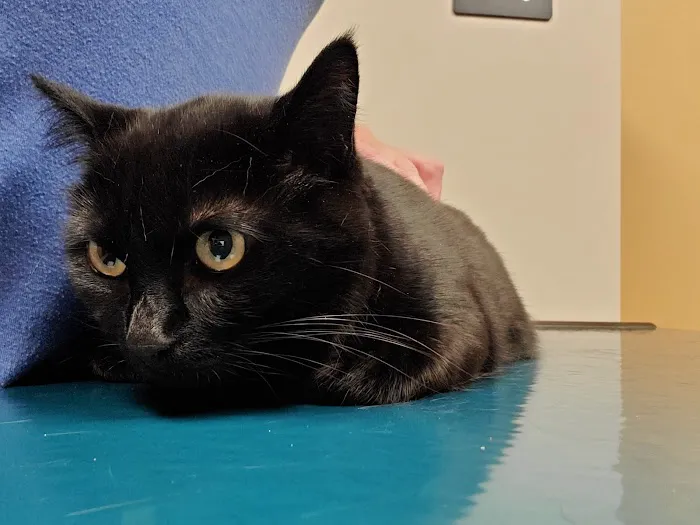 Waukee-Clive Veterinary Clinic Picture 7