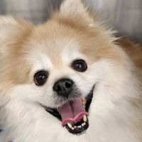 Ashworth Road Animal Hospital ico