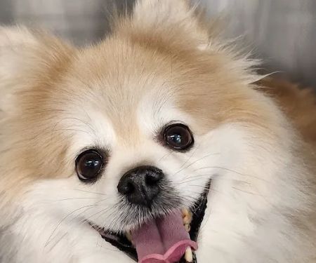 Ashworth Road Animal Hospital