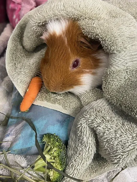 Ashworth Road Animal Hospital Picture 7