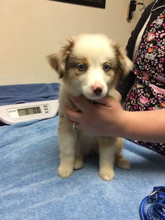 Carroll Small Animal Clinic Picture 5