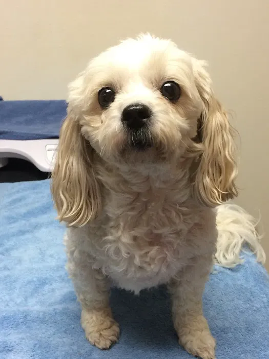 Carroll Small Animal Clinic Picture 10