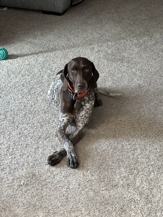 Bullock Veterinary Hospital Picture 1