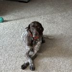 Bullock Veterinary Hospital