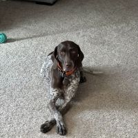 Bullock Veterinary Hospital ico