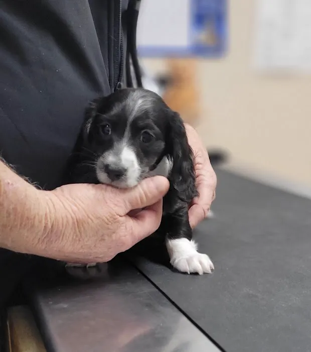 Bullock Veterinary Hospital Picture 10
