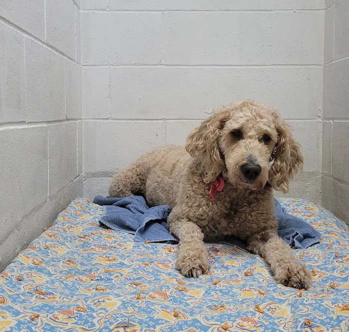 Bullock Veterinary Hospital Picture 9