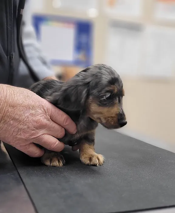 Bullock Veterinary Hospital Picture 7