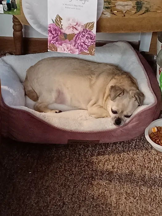 Lake Animal Hospital Picture 2