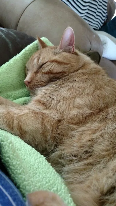 Van Meter Veterinary Clinic Picture 1