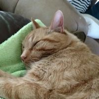 Van Meter Veterinary Clinic ico